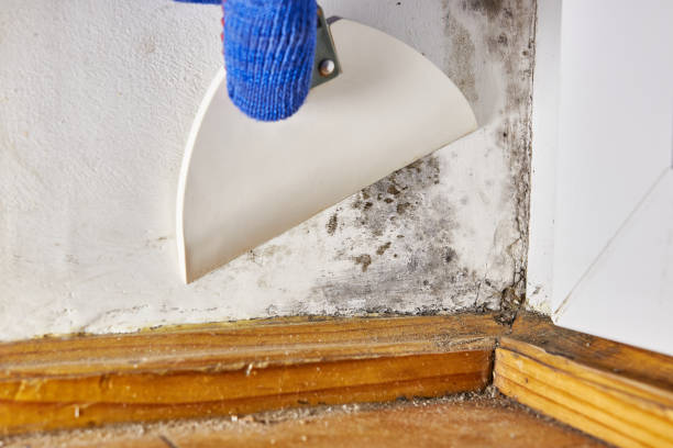 Best Real Estate Mold Inspection  in Chaffee, MO